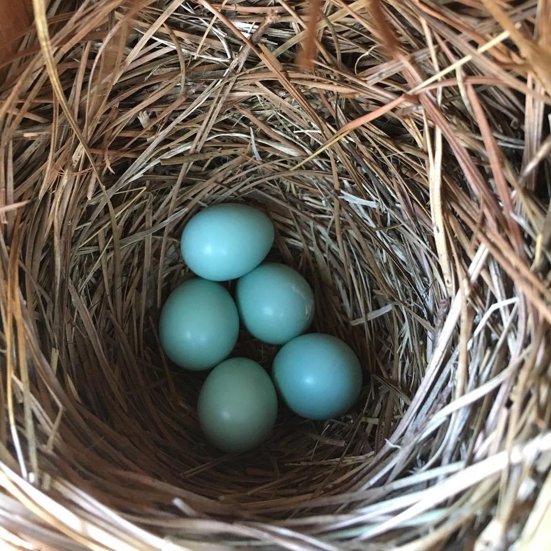 Eggs of the Eastern Bluebird 